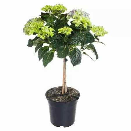 Гортензия Эрли Синяя штамб