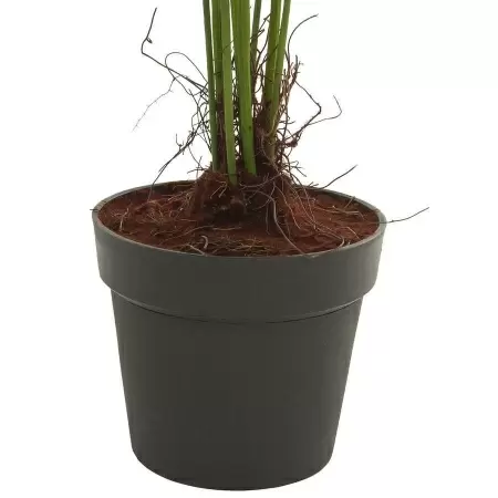 Папоротник искусственный