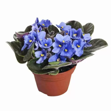 Фиалка Голубая нимфа Фиалка Голубая нимфа