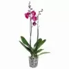 Фаленопсис Бомбей 2 ствола