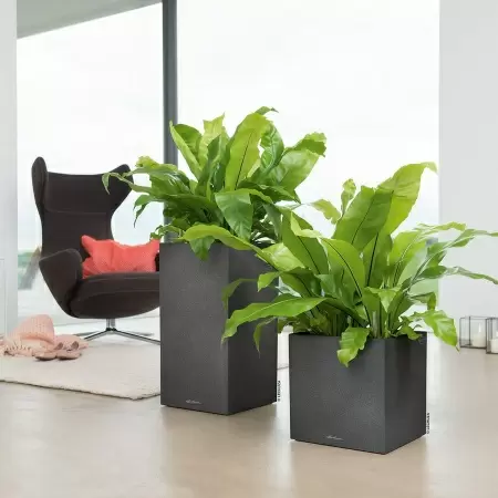 Кашпо Lechuza Canto Stone high