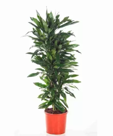 Драцена фрагранс Джанет Линд разветвленная