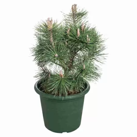 Сосна веймутова Минимус