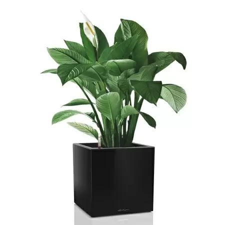 Кашпо Lechuza Canto Cube