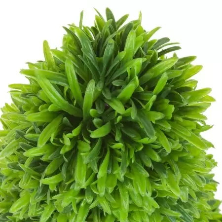 Самшит в кашпо