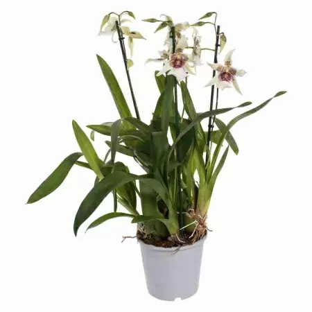 Камбрия Tahoma Glasier Green