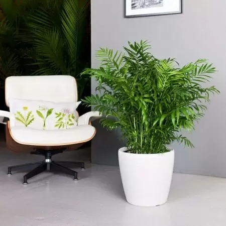 Кашпо Lechuza Classico LS