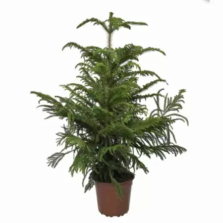 Араукария разнолистная Араукария разнолистная