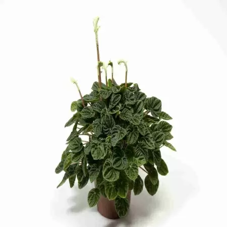 Пеперомия Лилиан