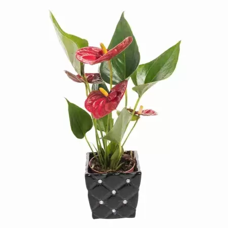 Антуриум Андрианум Дакота