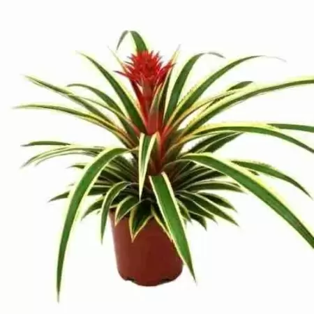 Ананас Вариегата