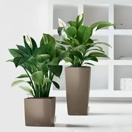 Кашпо Lechuza Cube Кашпо Lechuza Cube