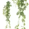 Фиттония ампельная искусственная Фиттония ампельная искусственная