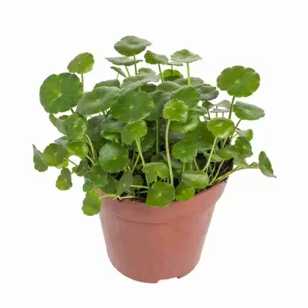 Центелла азиатская