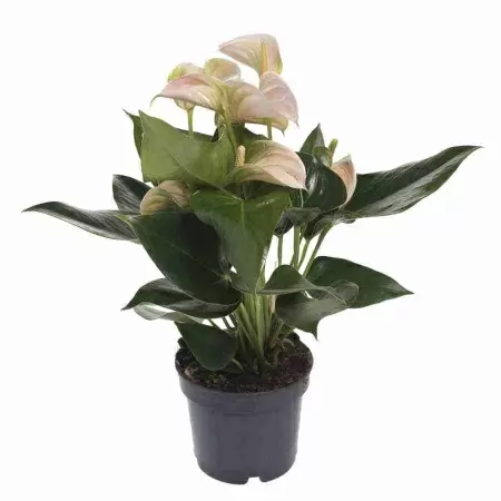 Антуриум андрианум Rainbow Obake