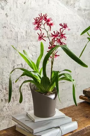 Кашпо Lechuza Orchidea