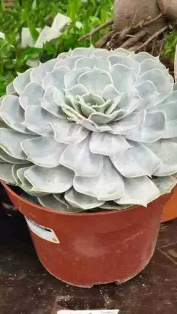 Эхеверия Лилацина фото