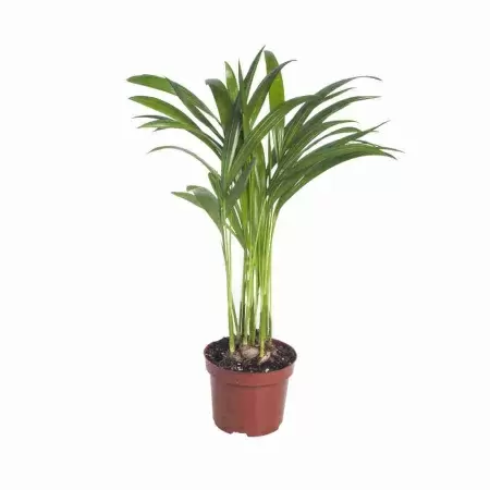 Пальма Арека 