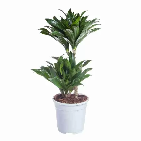 Драцена фрагранс Компакта 2 ст