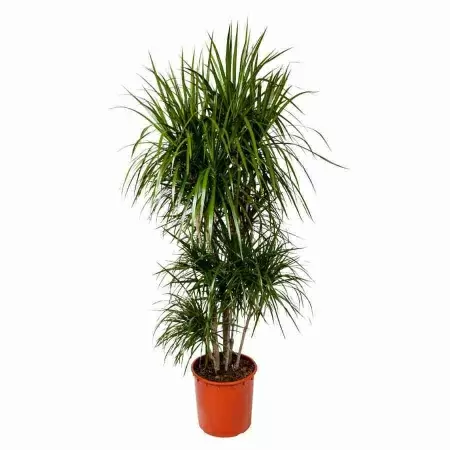 Драцена маргината разветвленная