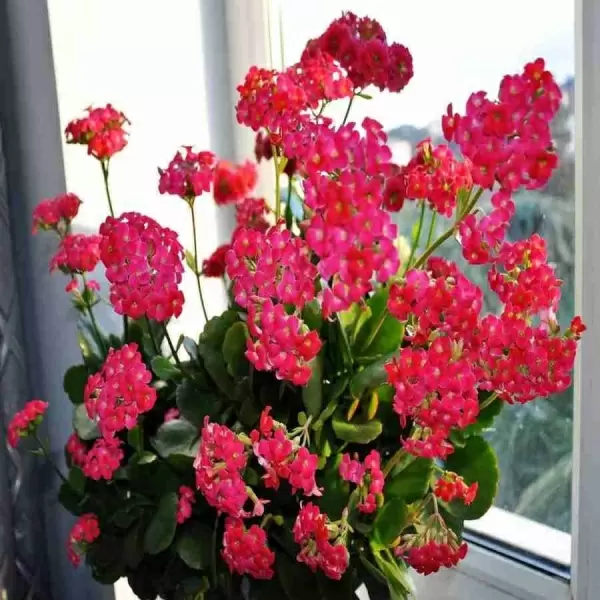 Каланхоэ Питон