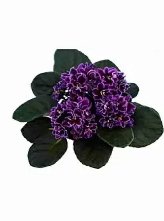 Фиалка Баттерфляй