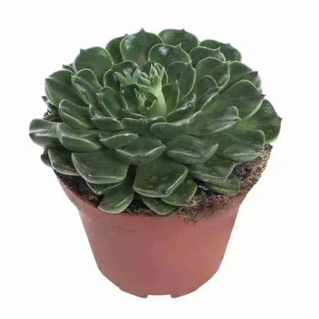 Эхеверия Грин