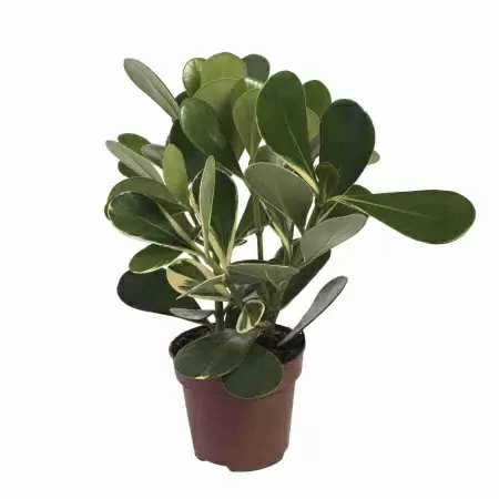 Клузия Росеа Голд Раш