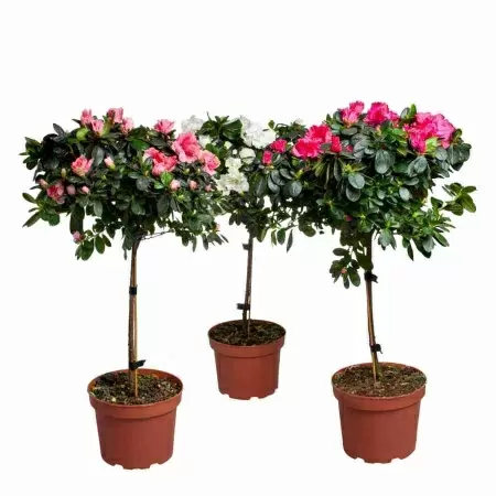 Азалия индика штамбовая микс