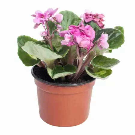 Фиалка Рококо 