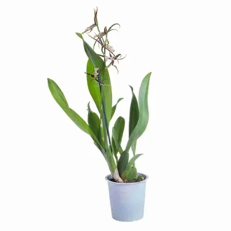 Брассия Тоскана 1 ст