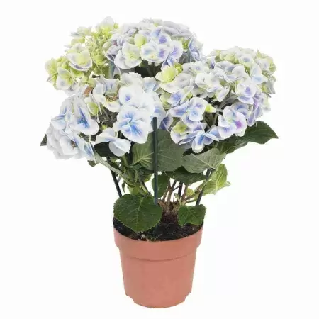 Гортензия Peppermint 