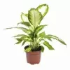 Аглаонема Робелена