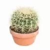 Эхинокактус Грузони