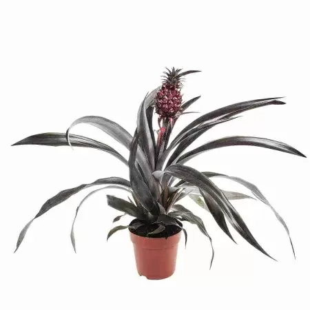 Ананас Пацифико