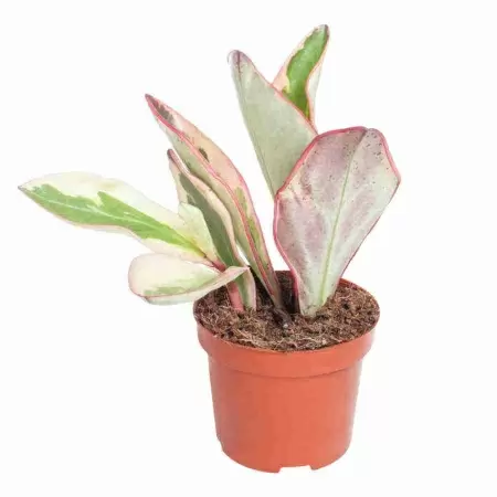 Пеперомия Джелли