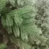 Ель искусственная Ярославская Ель искусственная Ярославская