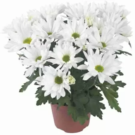 Хризантема Бриз белая Хризантема Бриз белая