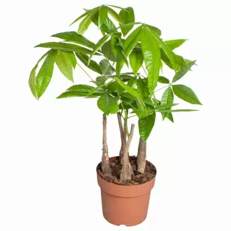 Пахира Акватика 5 ст