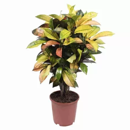 Кодиеум Аврора