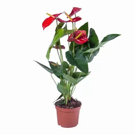 Антуриум Андрианум Дакота Антуриум Андрианум Дакота