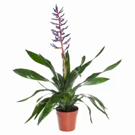 Эхмея Блю Райн