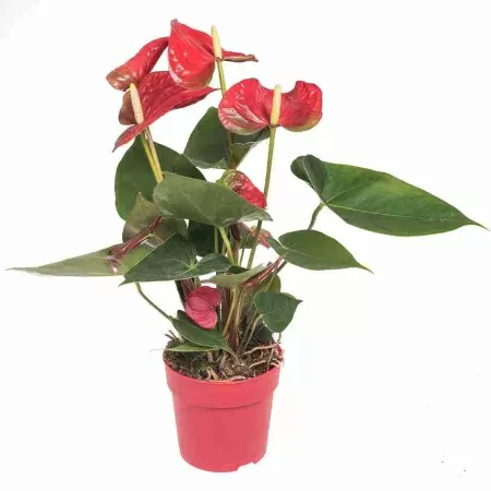 Антуриум андрианум Альмера