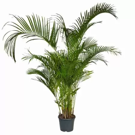 Пальма Арека 