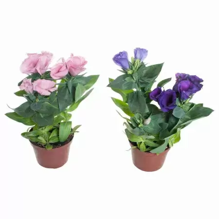 Эустома LittleBell