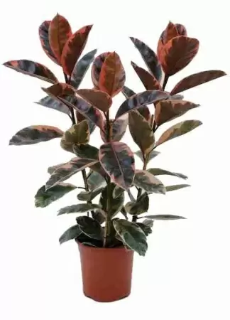 Фикус каучуконосный (эластика) Белиз 3 ст