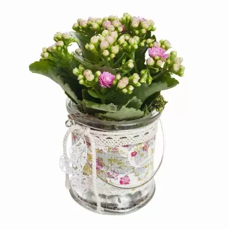 Каланхоэ Питон