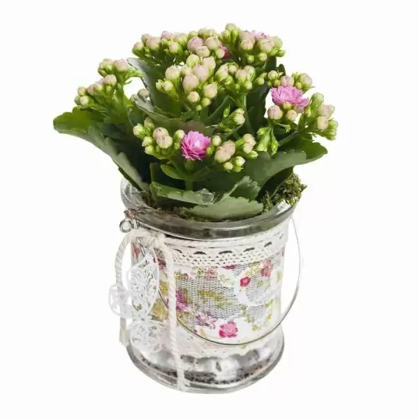 Каланхоэ Питон