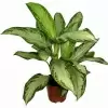 Аглаонема Клеопатра