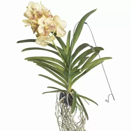 Ванда желтая ампельная